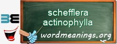 WordMeaning blackboard for schefflera actinophylla